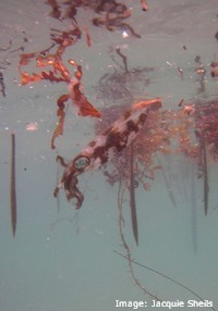 Floating debris from mangroves provides a refuge for this squid