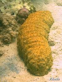 Sea cucumbers are eaten by Hawksbill turtles 