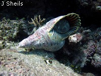 Giant Triton Shell, Bait Reef