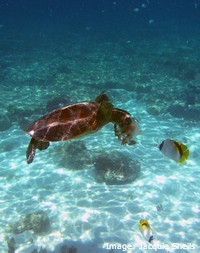 Green turtle eating a jellyfish