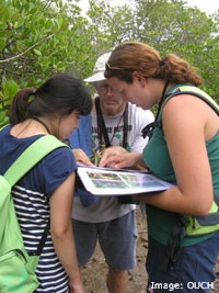 Volunteers in the mangroves