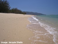 Most sandy beaches in the Mackay-Whitsunday region are potential turtle nesting sites