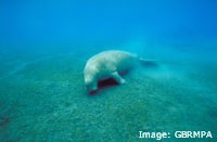 Dugong