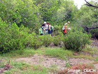 Monitoring mangrove health