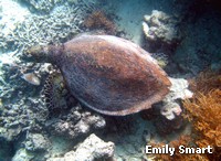 A Hawksbill turtle swims along the reef edge