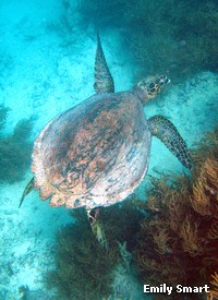 Although in life they can be covered in algae, Hawksbill turtles have beautifully coloured scales, or scutes, on their shells