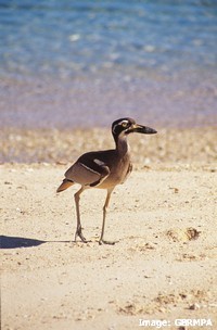 Beach Stone Curlew