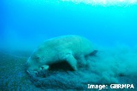 Dugong feeding