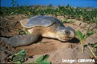 Nesting flatback turtle