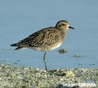 Golden plover, a migratory shorebird