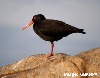 Sooty Oystercatchers feed on molluscs in the intertidal
