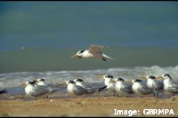 Roosting terns