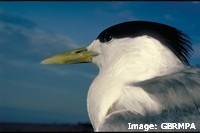Tern closeup