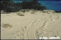 Green Turtle tracks: parallel flipper marks