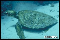 Like other sea turtles, Hawksbills can rest for long periods underwater without surfacing