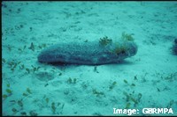 Flatback turtles feed on soft-bodied animals that live in seagrass beds, such as this sea cucumber