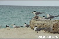 Roosting Crested Terns