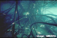 Mangroves at Shute Harbour