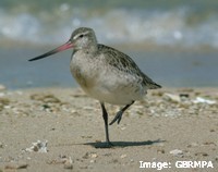 Bartailed Godwit