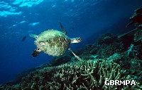 Australia now has what is thought to be the last remaining large nesting population of Hawksbill turtles in the world