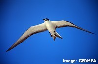 Terns search for fish at the surface