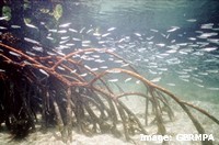 Mangroves are nurseries for many fish species
