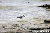 Foraging Godwit