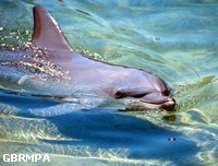 Common Bottlenose dolphin