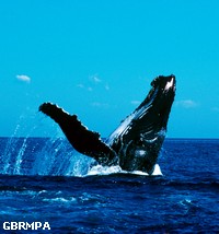 Humpback whale