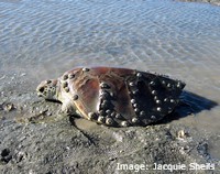 Green turtle basking on seagrass at low tide