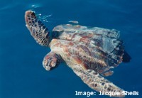Green turtle coming up for breath