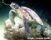 Green Sea Turtle