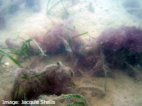 Algal blooms due to poor water quality can smother seagrass
