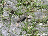 Seagrass habitat is home to a diversity of invertebrates that are food for Flatbacks