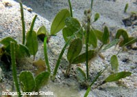 Seagrass, the main food of Green turtles