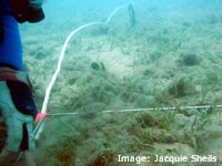 Monitoring the health of seagrass