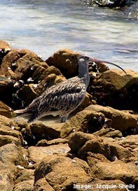 Eastern curlew