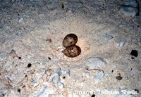 Tern eggs are well camouflaged