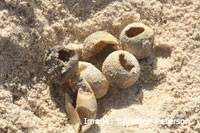 Sea Turtle Eggs