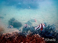 Juvenile Red Emperors shelter in staghorn coral at Hook Island