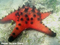 Red Horned Sea Star (Protoreaster nodosus)in a seagrass meadow, Gloucester Passage